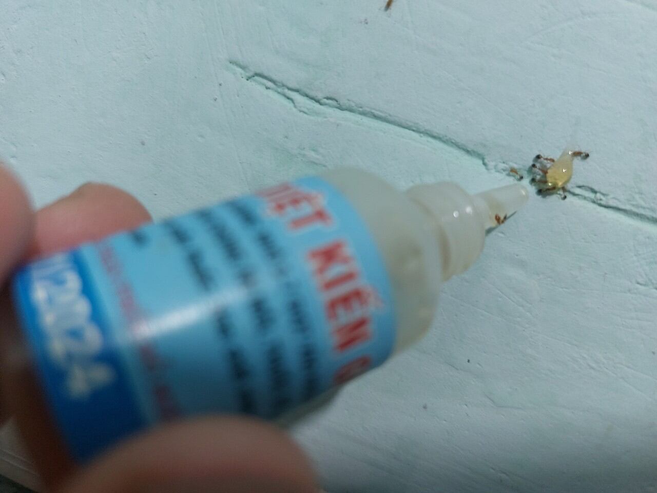 Bả kiến sinh học từ mật mía 🐜🐜🐜