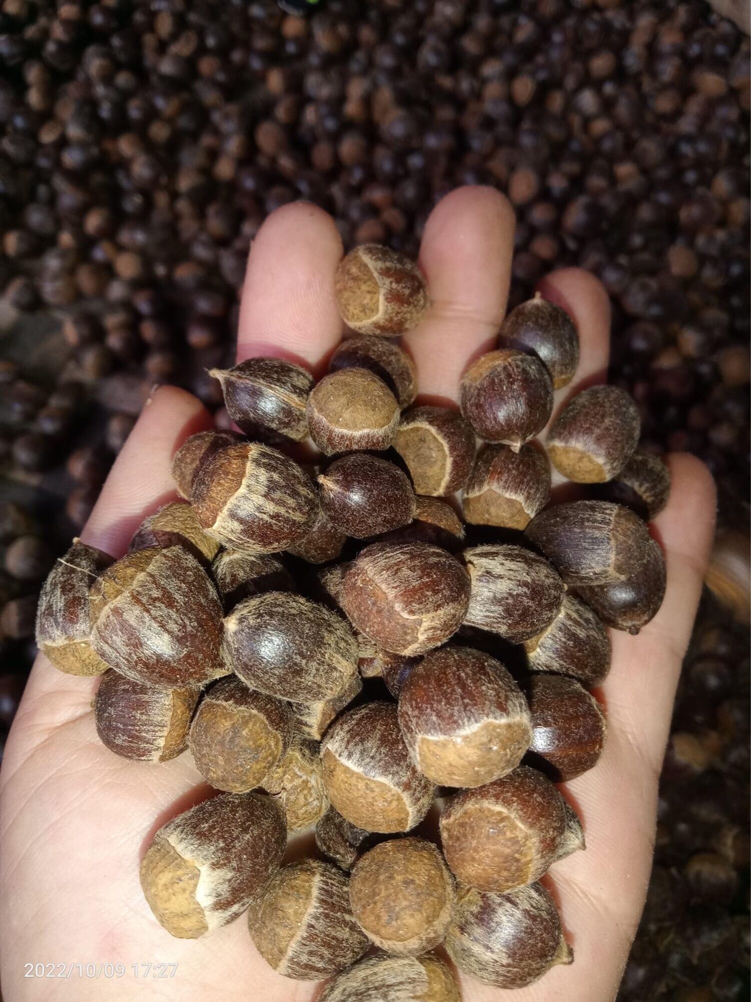 Hạt dẻ rừng-1kg