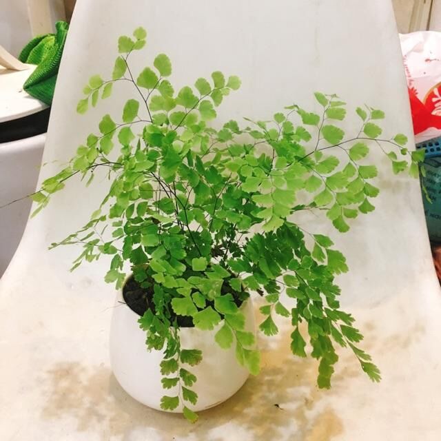 Chậu Dương xỉ Tóc Thần(Tóc thần vệ nữ) sz trung