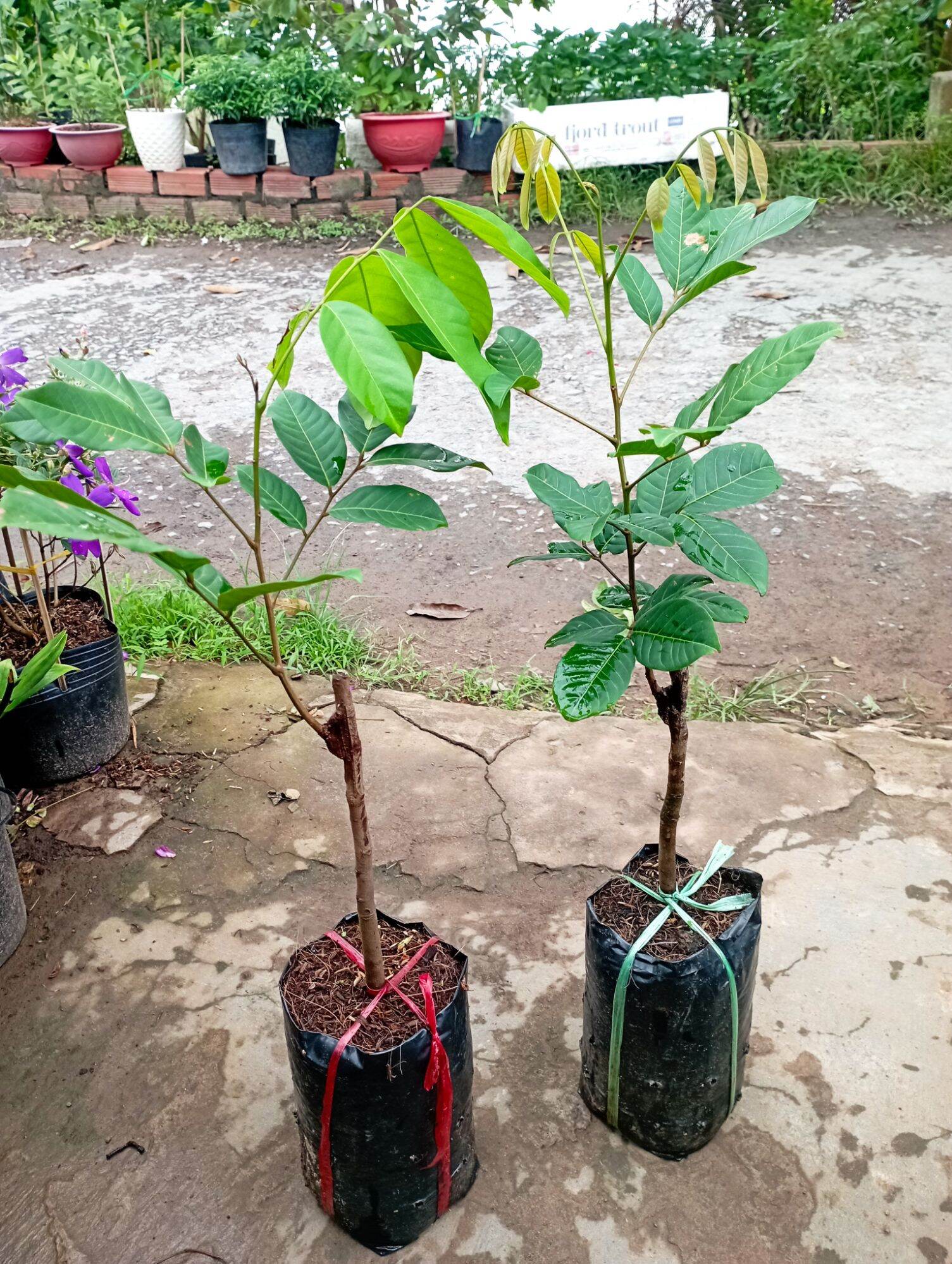 Cây Giống Chôm Chôm Thái chuẩn giống