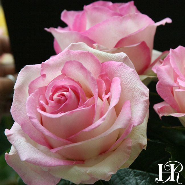 Hoa hồng Moonstone Rose - hoa màu hồng phấn
