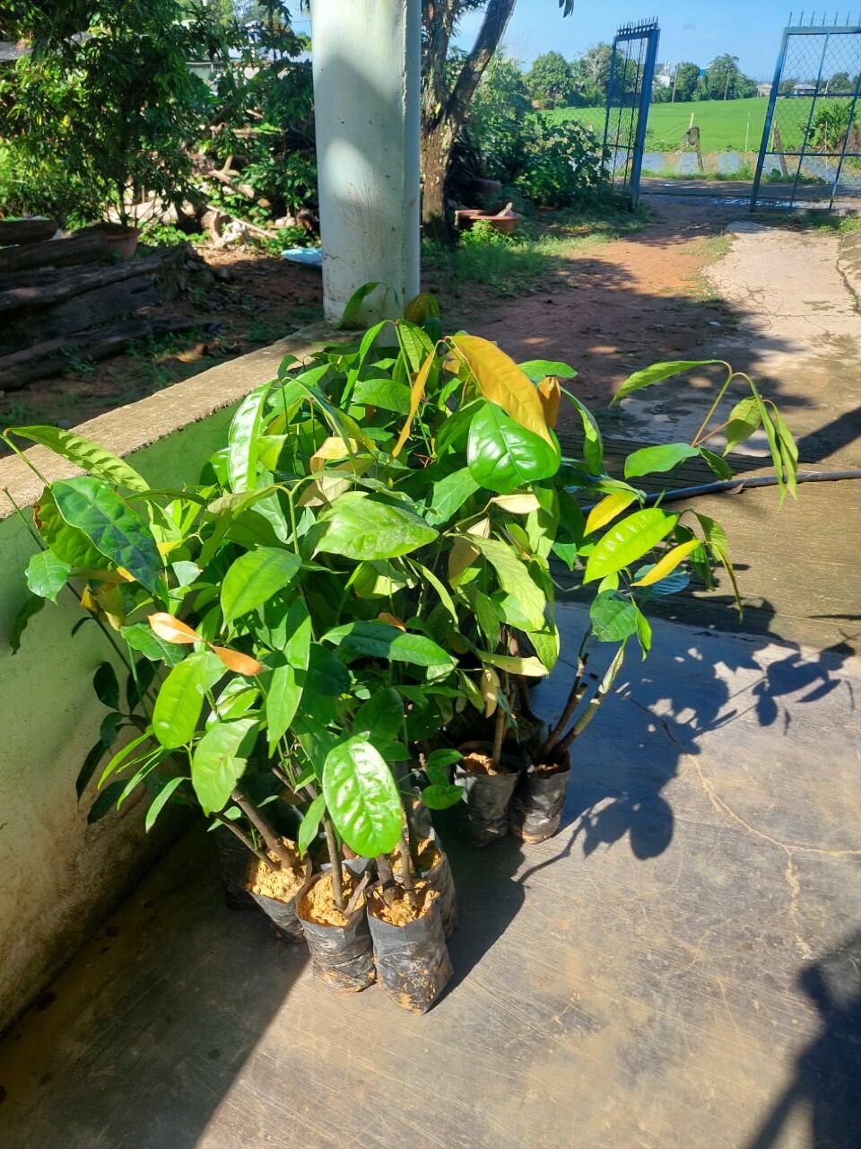 BẦU CÂY GIỐNG RAU BÉP RỪNG K'LONG