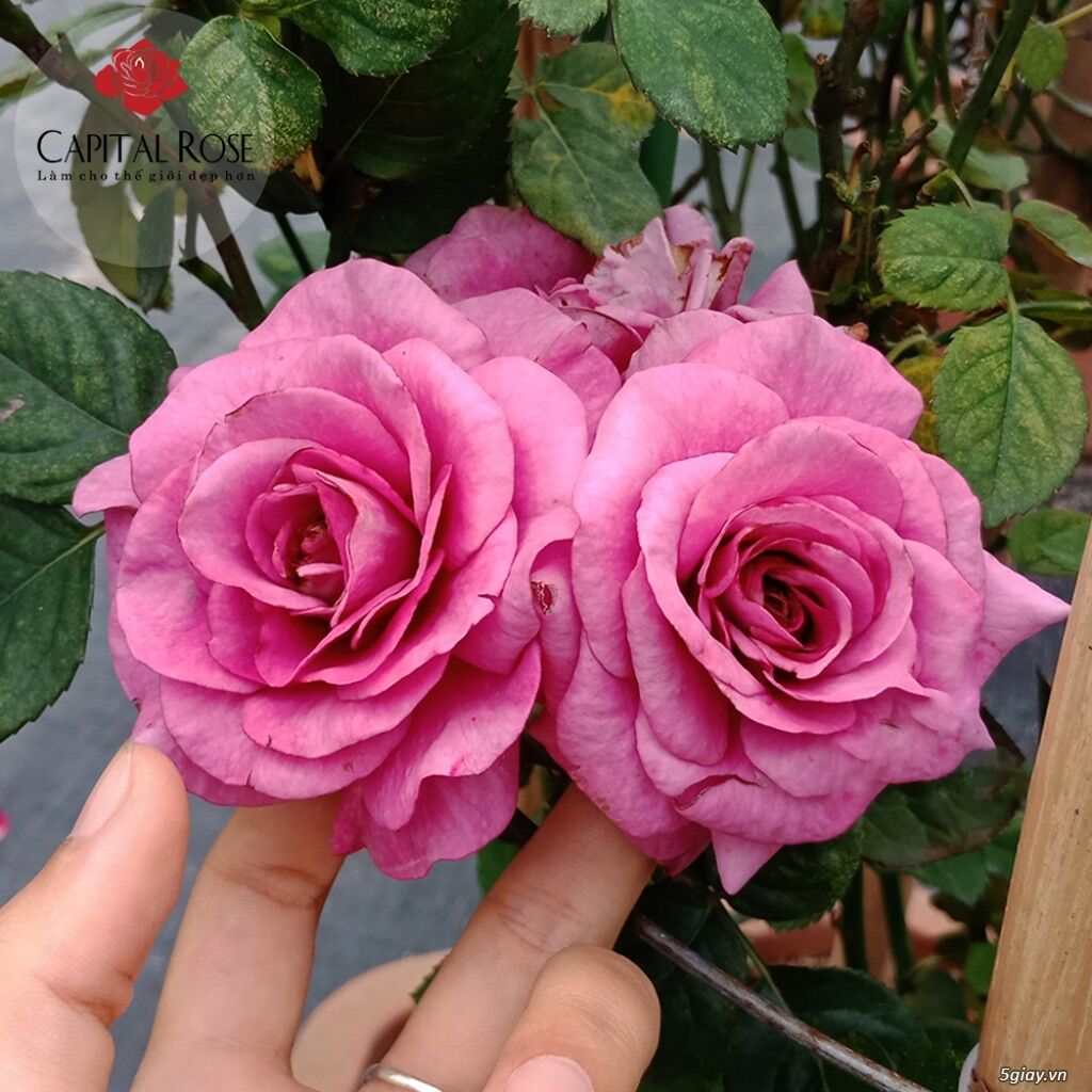 Hoa hồng Tezza Tím - hồng bụi, siêng hoa