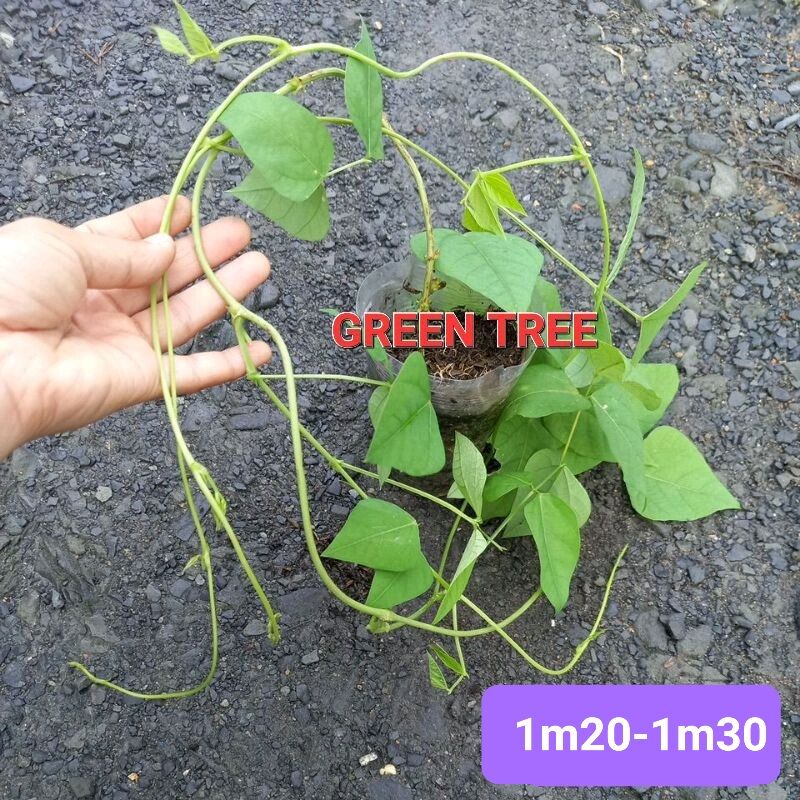 Cây giống đậu rồng xanh