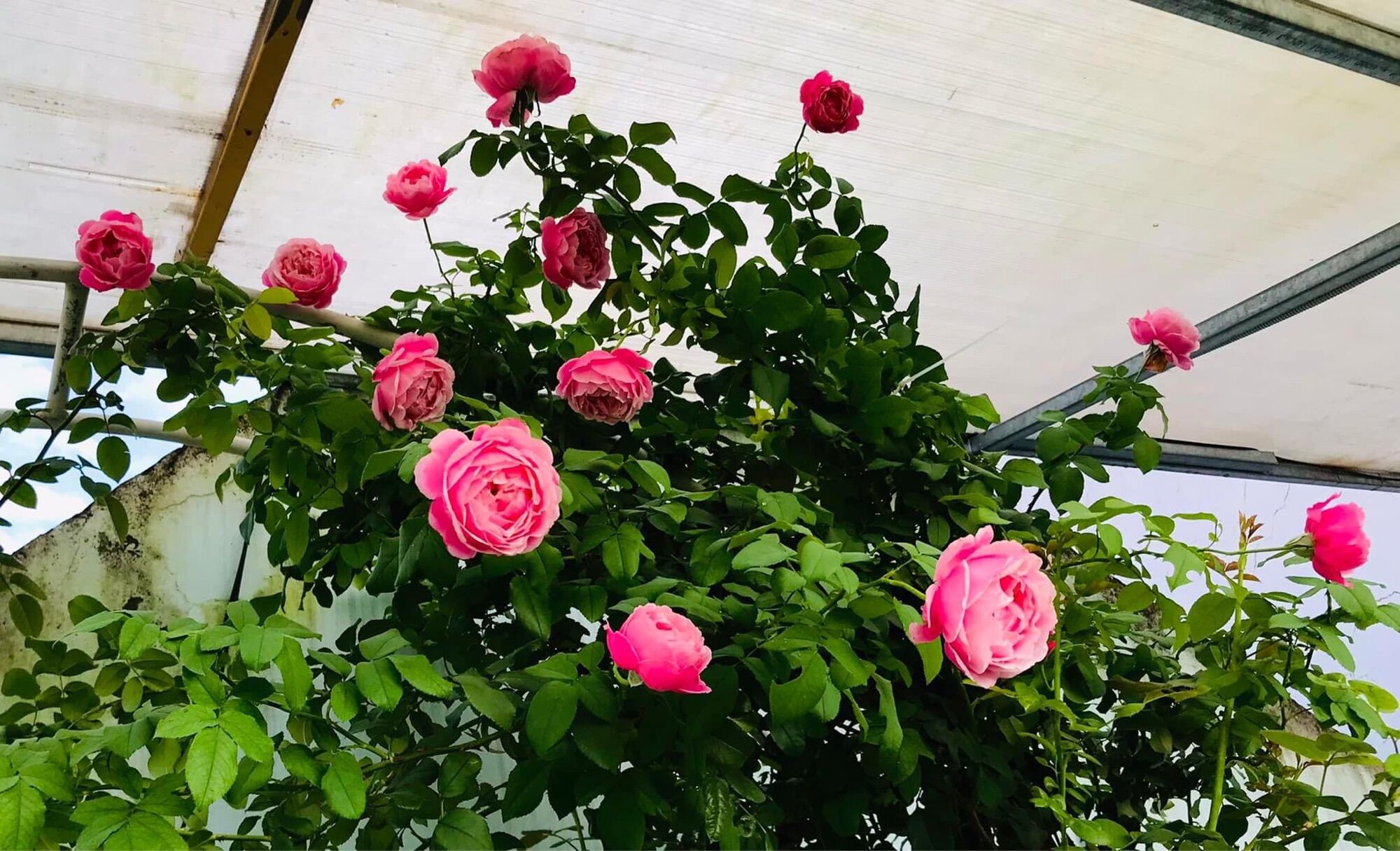 Hoa hồng ngoại nb Soeur emmanuelle rose size trung