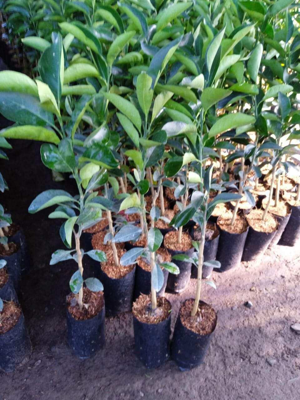 Cây giống cam sành