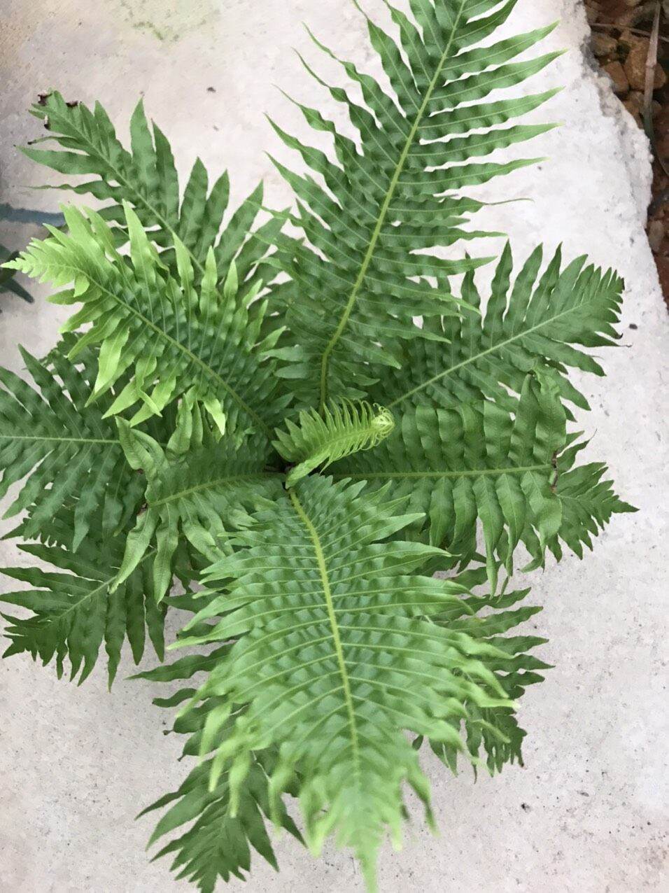 Dương xỉ khổng tước - Blechnum gibbum.