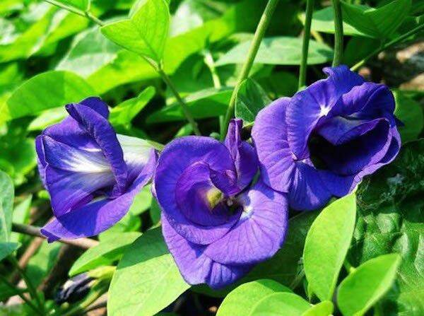 10 hạt giống hoa đậu biếc