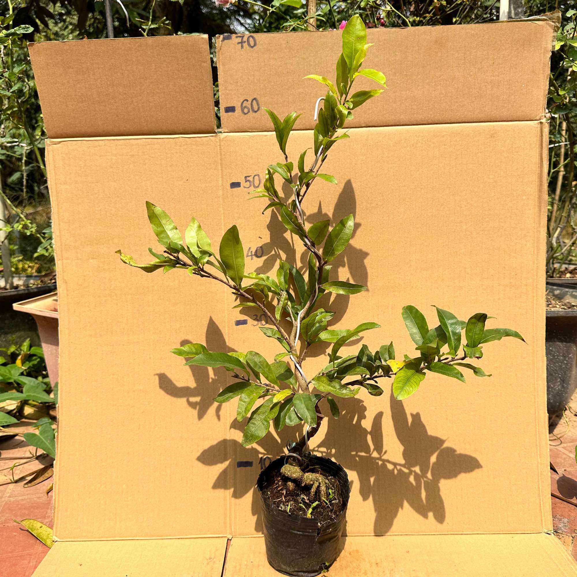 Cây hoa mai cúc cam - đạt tới 24 cánh, màu cam nổi bật