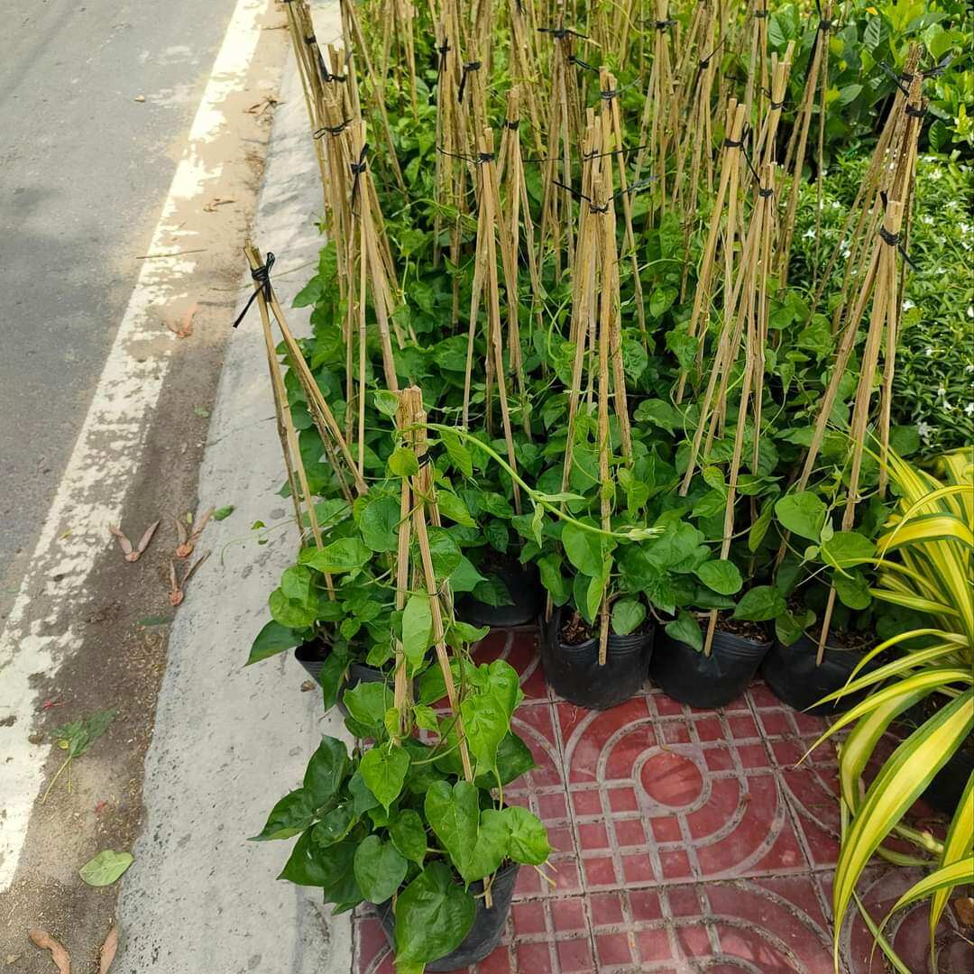 cây thiên lý ..siêu bông