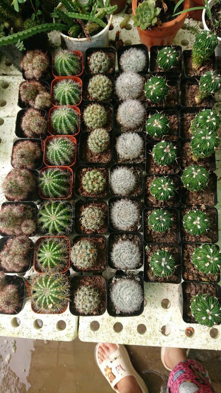 Xương rồng lông thiên nga, cây ko chậu