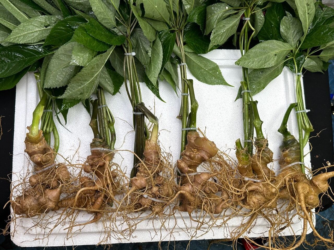 2 củ sâm ngọc linh