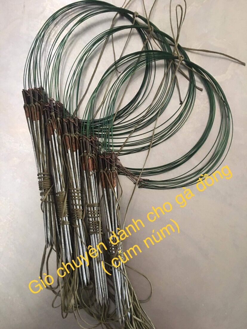 Bẫy giò cúm núm gà đồng