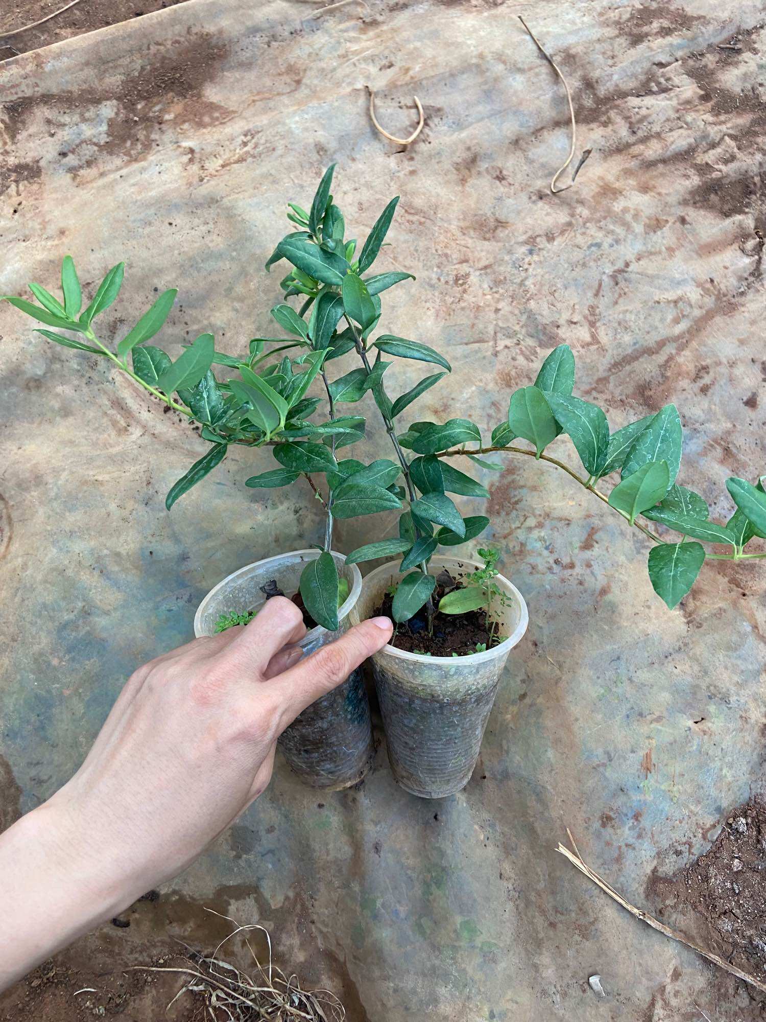 Combo 10 cây giống kim ngân hoa