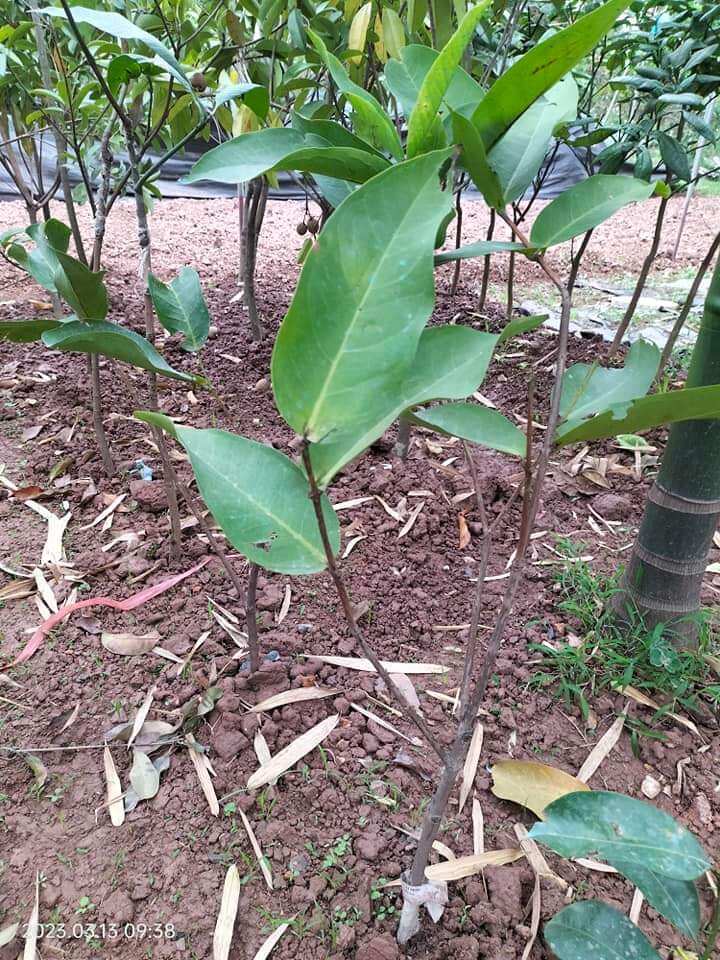 bầu giống doi đỏ