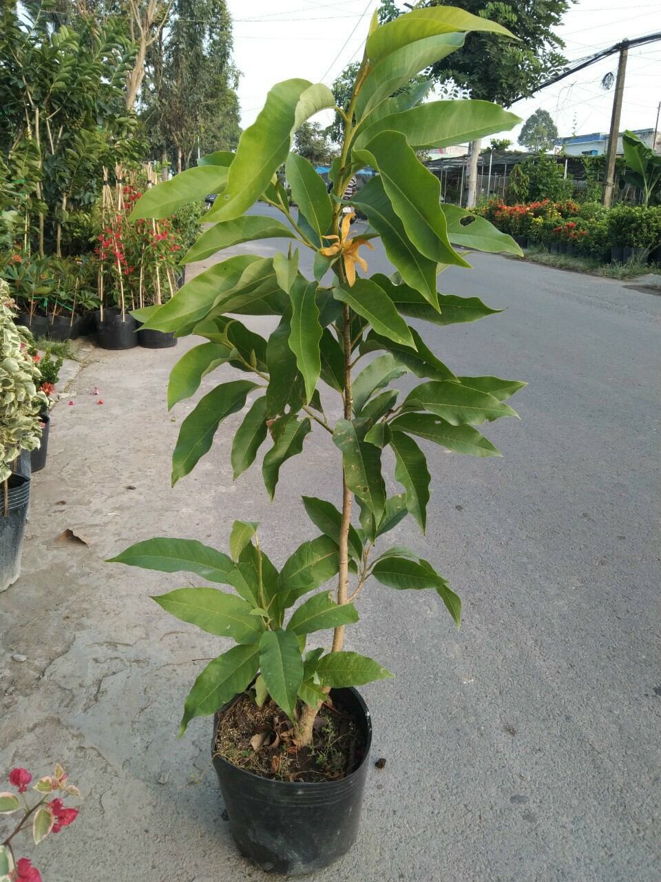 Cây Sứ Ngọc Lan vàng hoa thơm