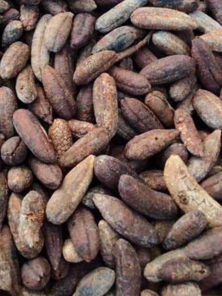 1kg chuối hột rừng tây bắc