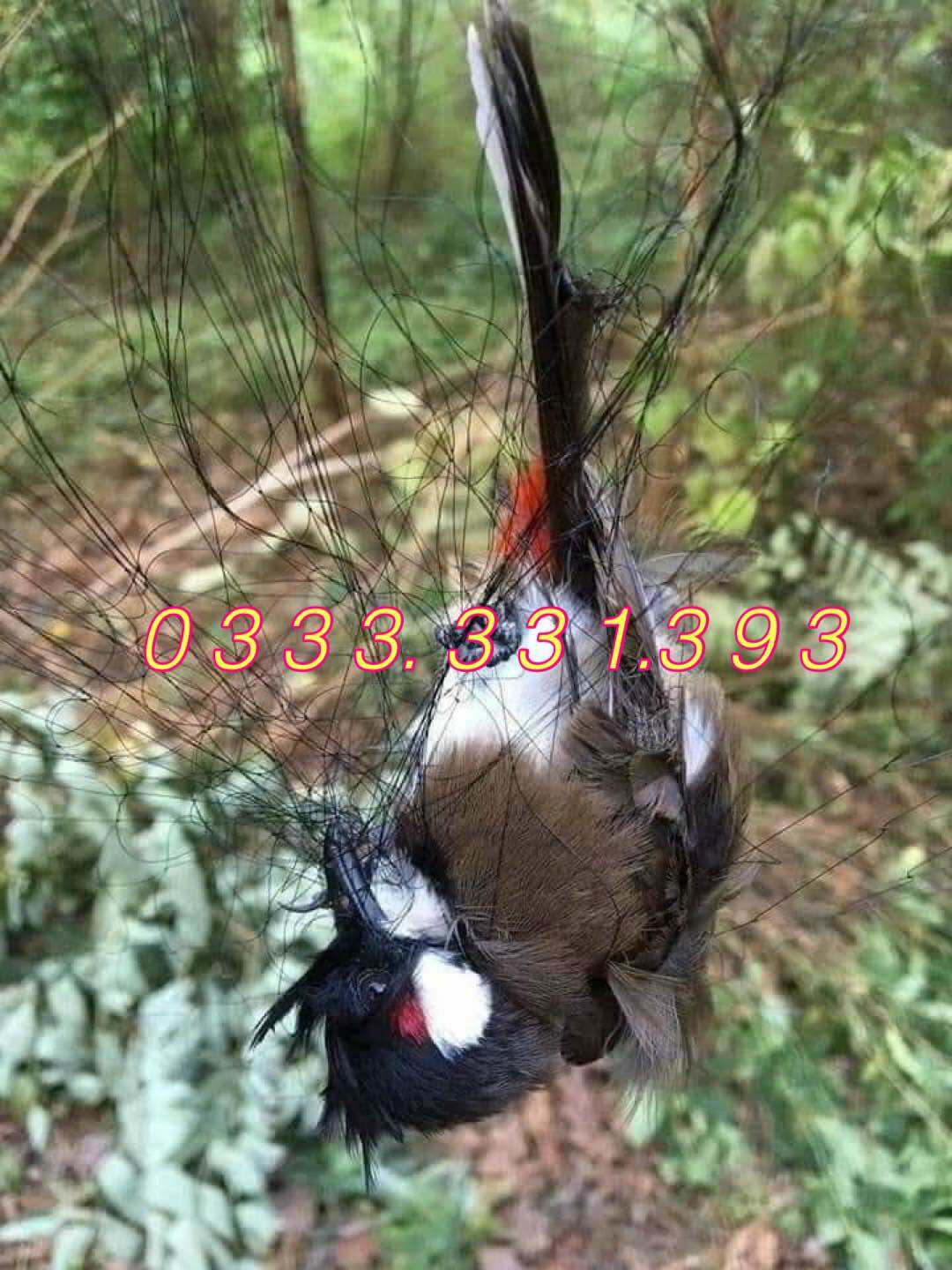 10m lưới tàng hình mắt lưới 5p cao 7m, 5 viền 4 túi bẫy từ chim chào mào đổ lên