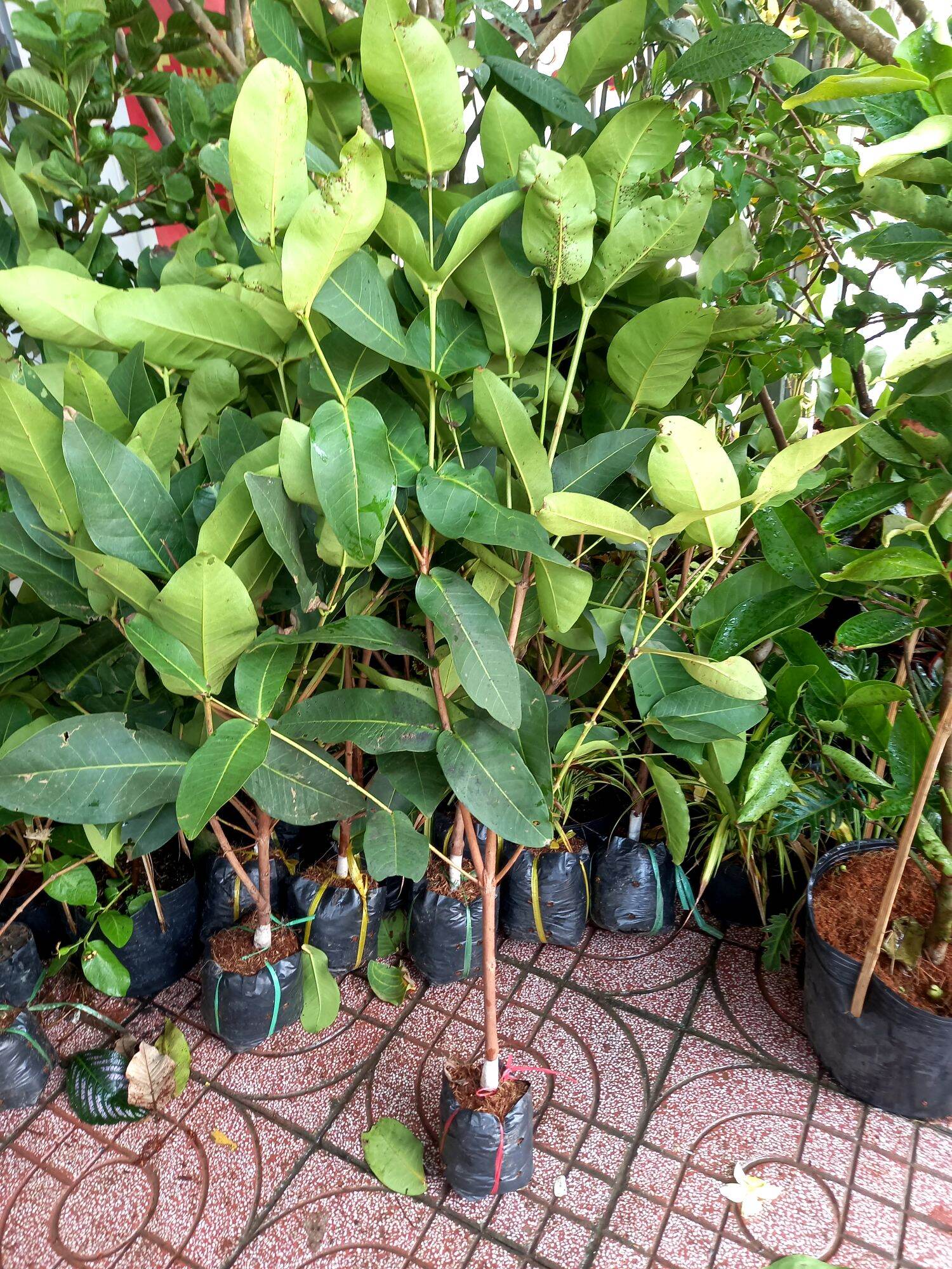 cây mận đường xanh,tam hoa.
