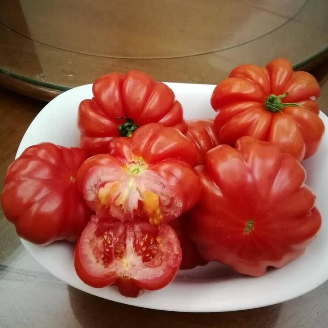 HẠT GIỐNG CÀ CHUA BÍ NGÔ