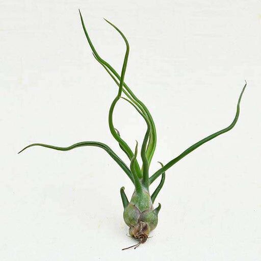 cây không khí bulbosa giant
