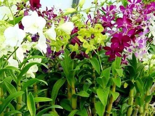 Hoa lan denro giống hoa đủ màu lộn xộn