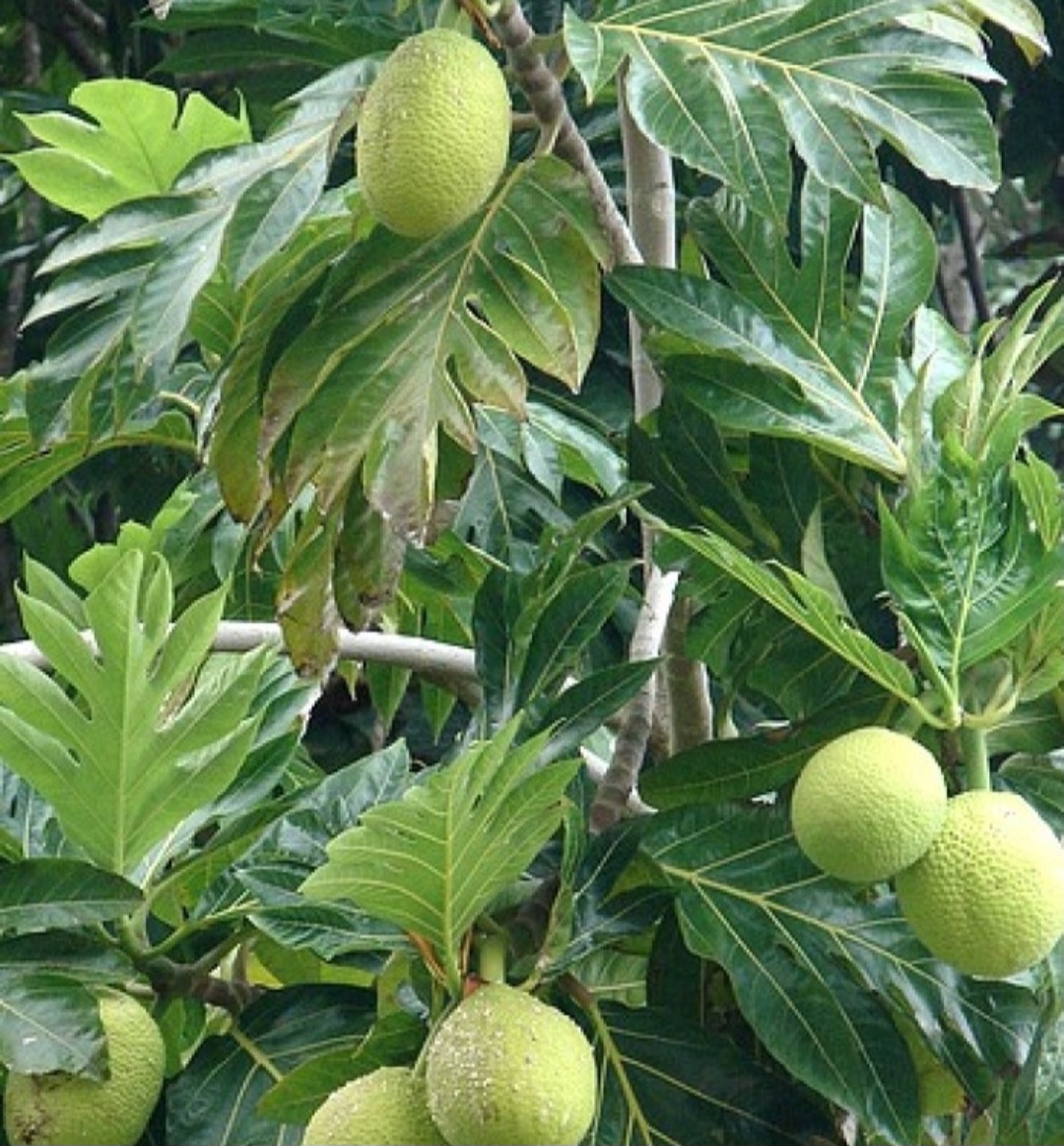CÂY SAKÊ NHÁNH CHIẾT CAO 80CM 150CM