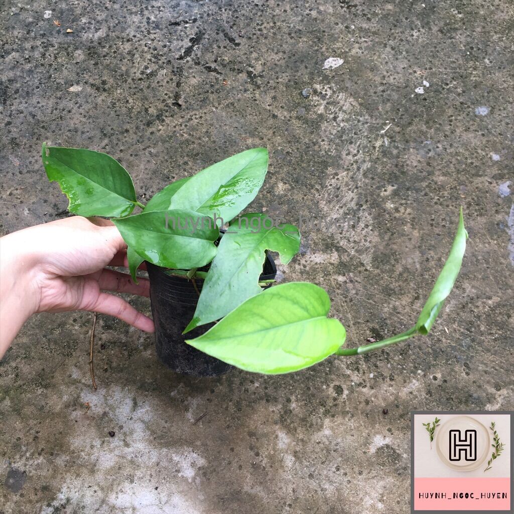 Trầu bà lá xẻ dài