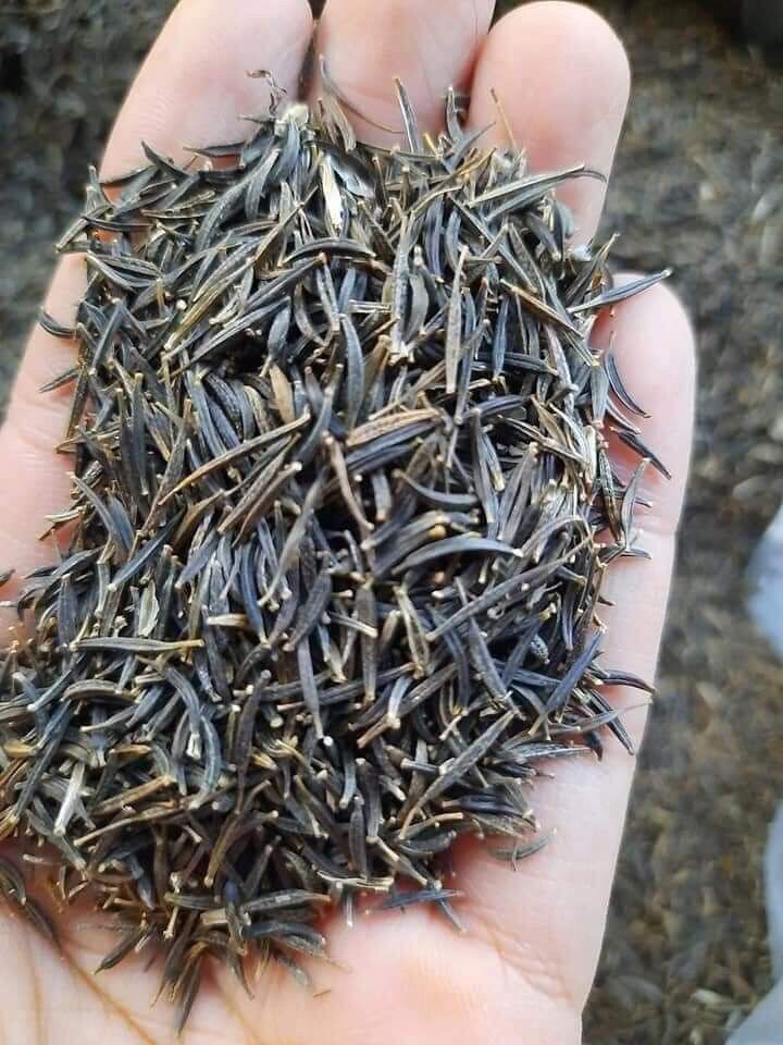 Hạt giống hoa sao nhái