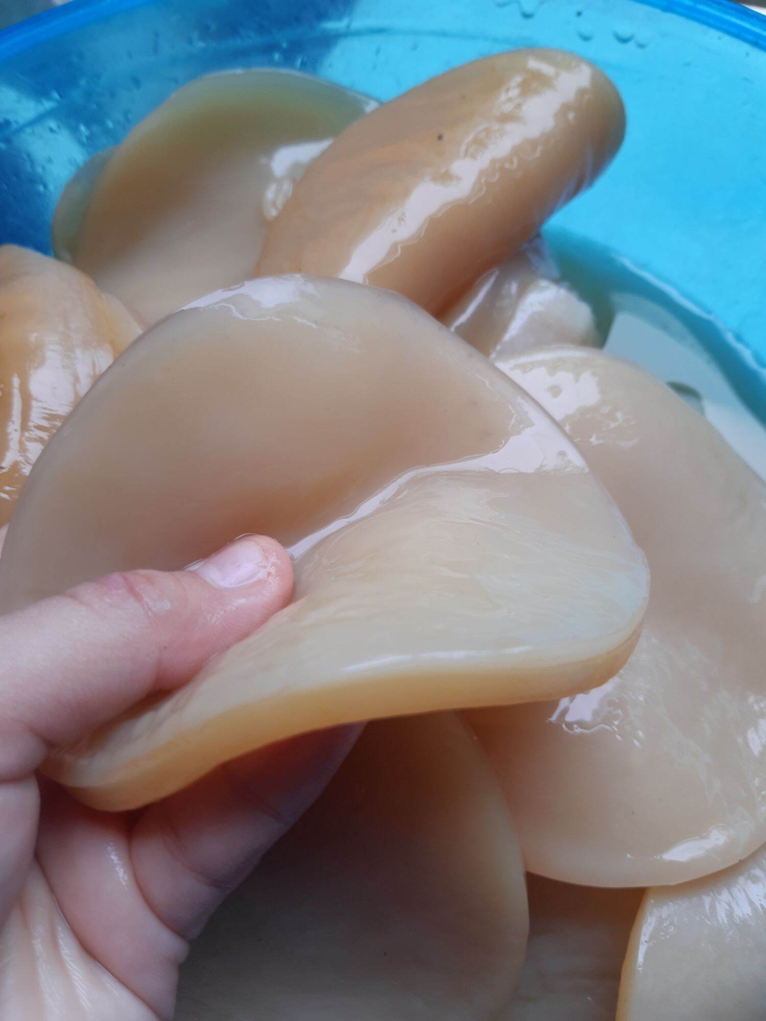 scoby kombucha( con giống thủy sâm) dùng làm trà kombucha