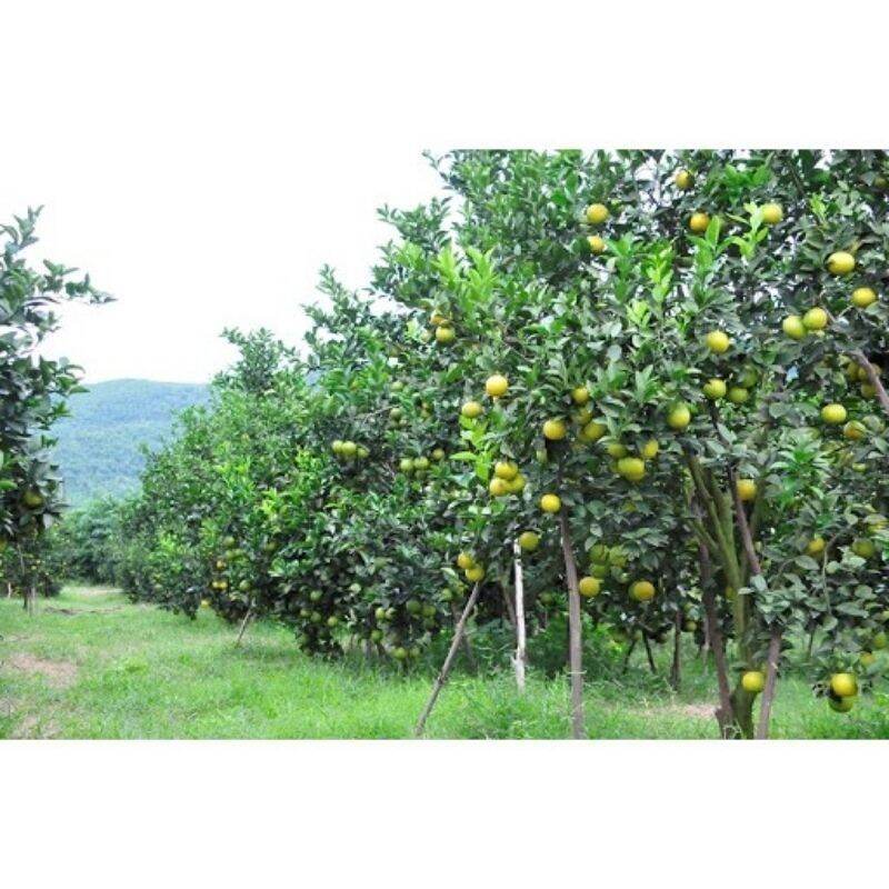 1kg phân Đạm Urê bón cây - Rau hoa mau