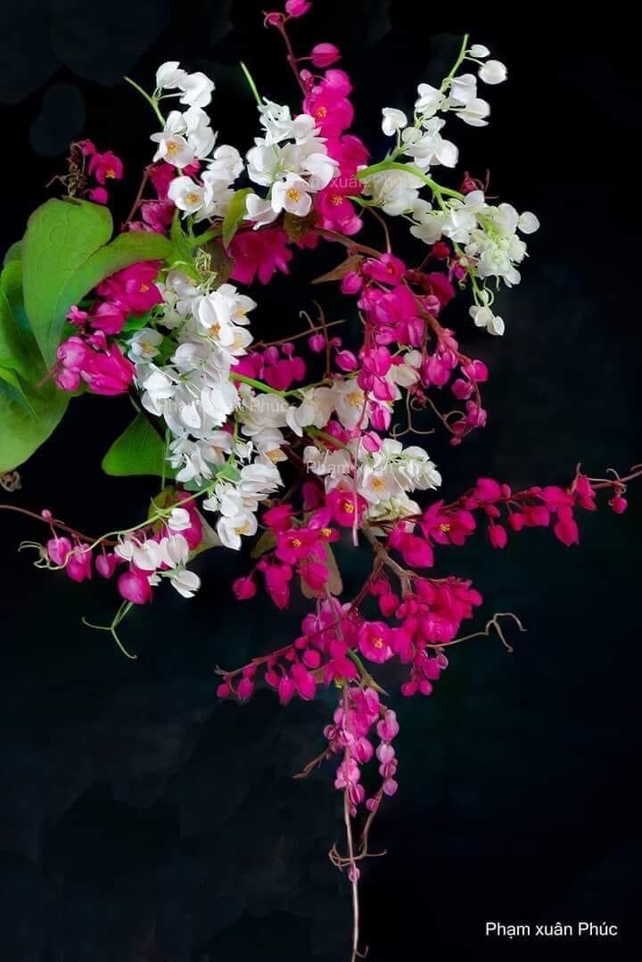 Cây giống hoa Tigon