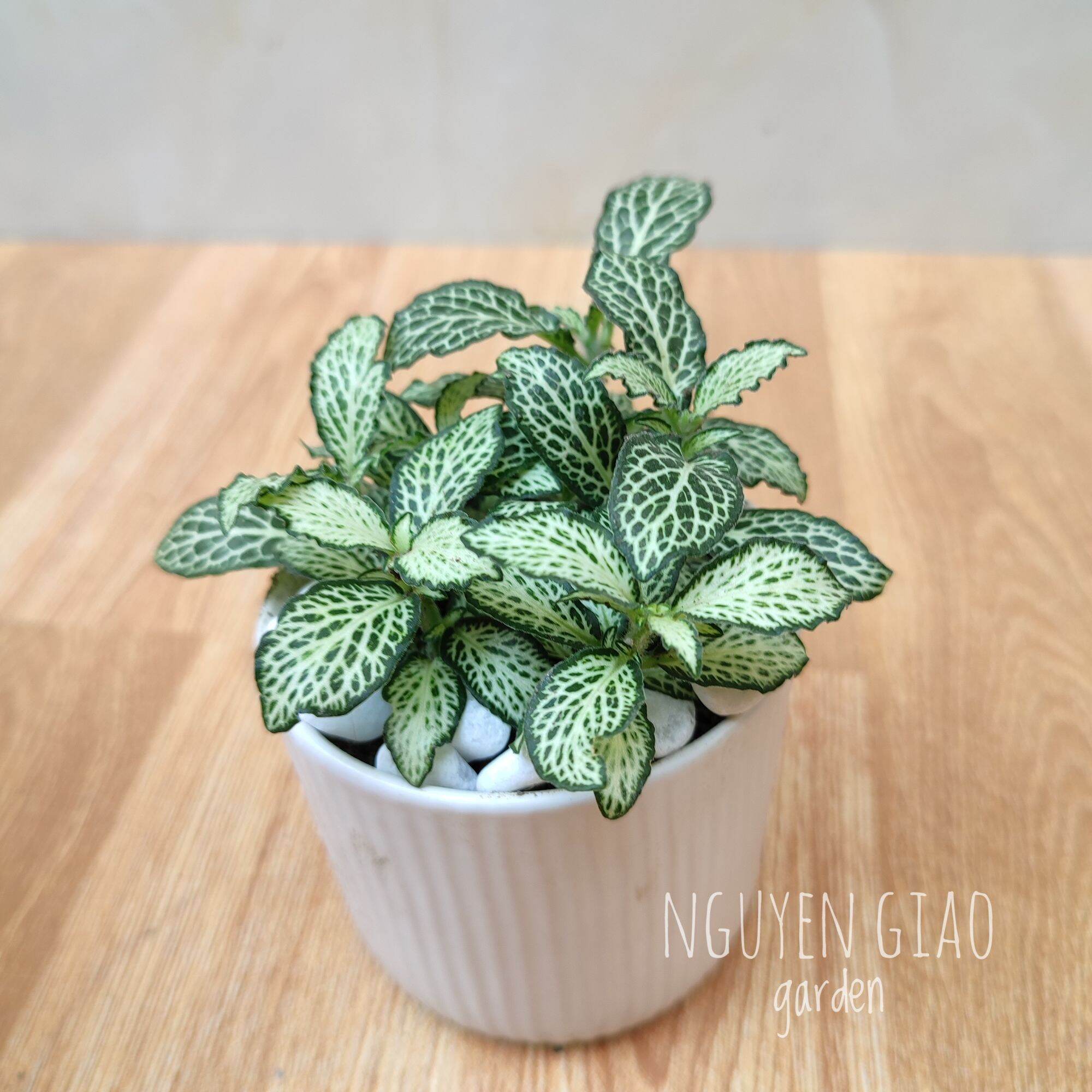 Cây cẩm nhung chậu sứ trắng