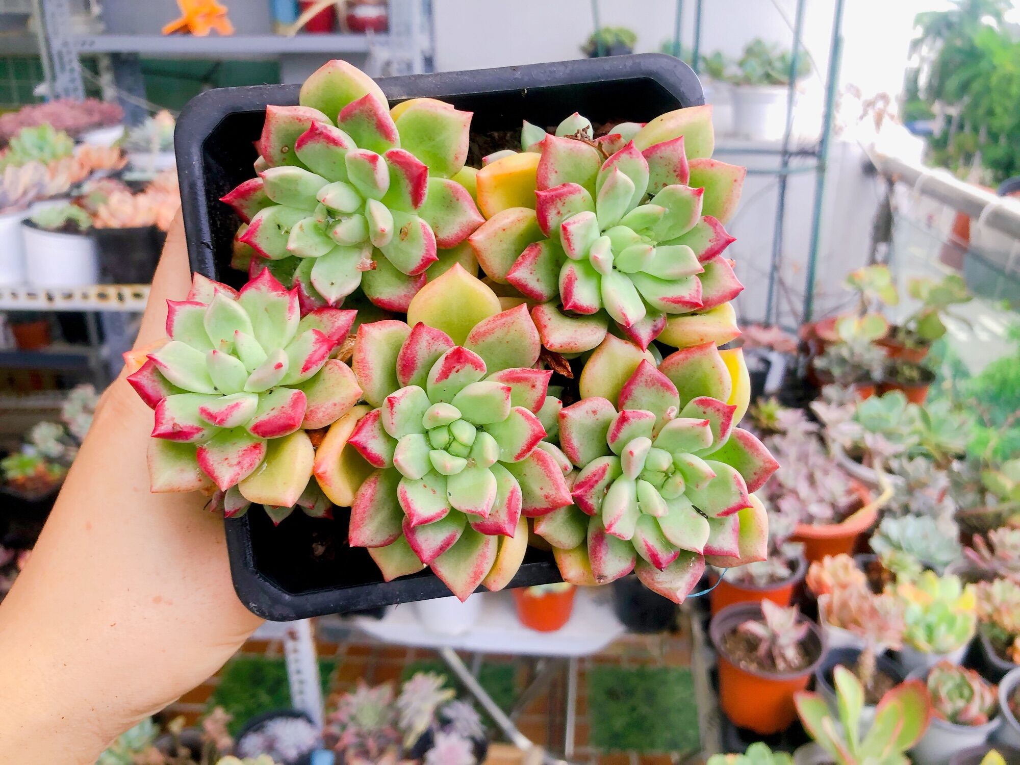 San đá cúc Hồng giống mới