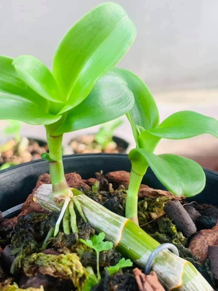 Ki phi điệp lá mít gân xếp