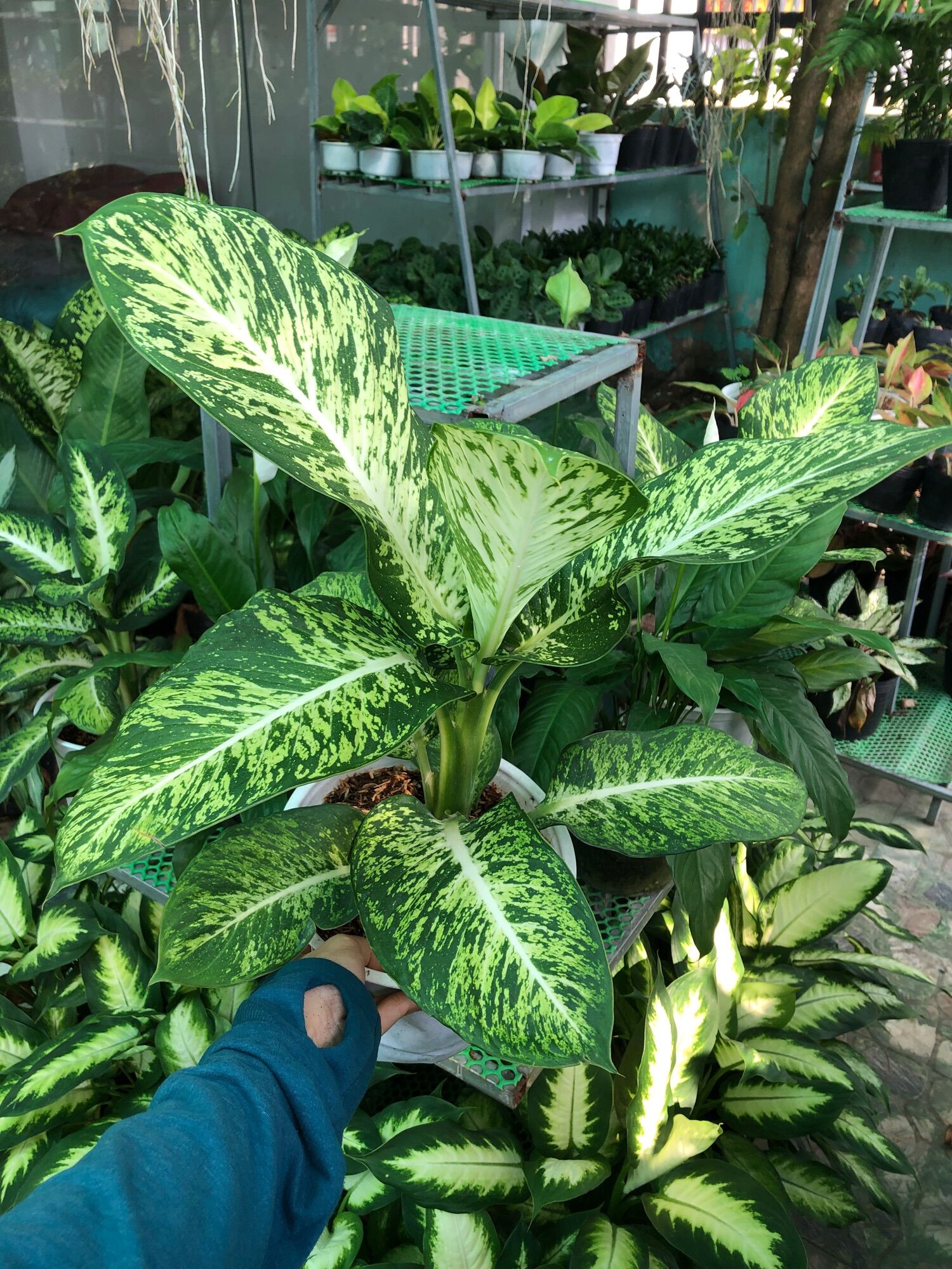 Cây vạn niên thanh sao sáng