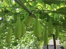 Hạt giống bầu xị
