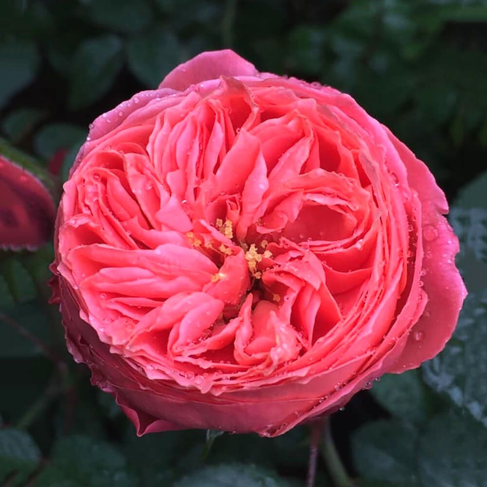 Hoa hồng bụi Flamingo Rose - hoa to, màu hồng cam