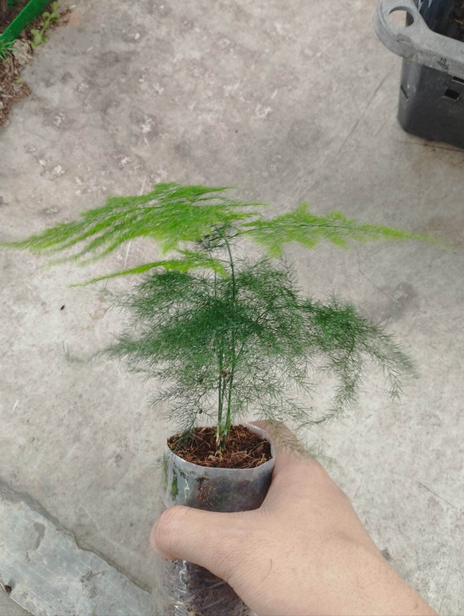 Kim thuỷ tùng mini bầu nilong