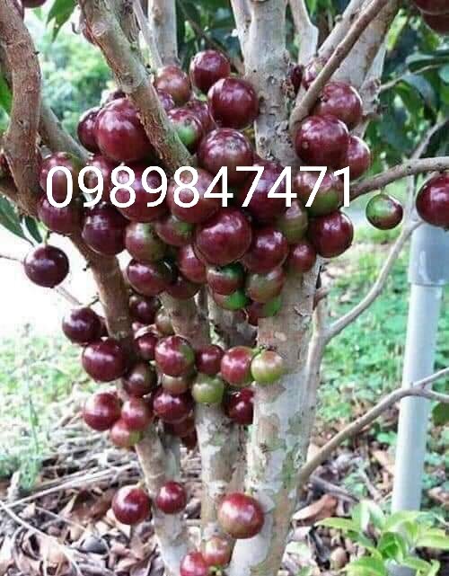 Nho thân gỗ đỏ 12 vụ chuẩn giống