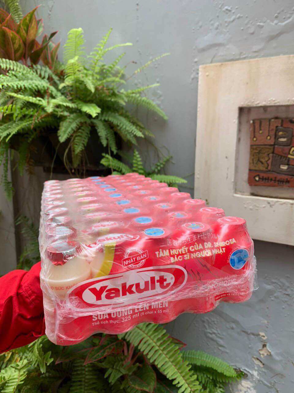 Sữa chua uống yakult / 50 chai