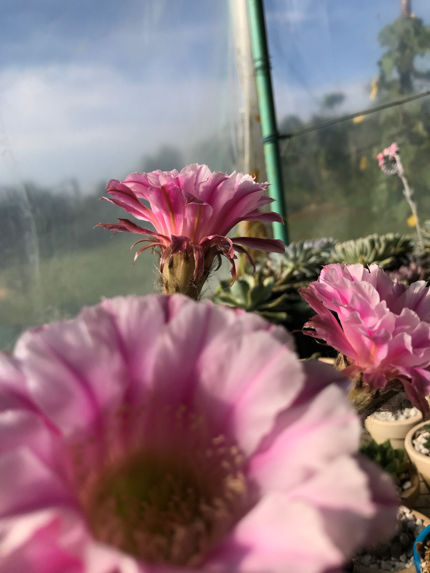Xương rồng Echino hoa màu hồng