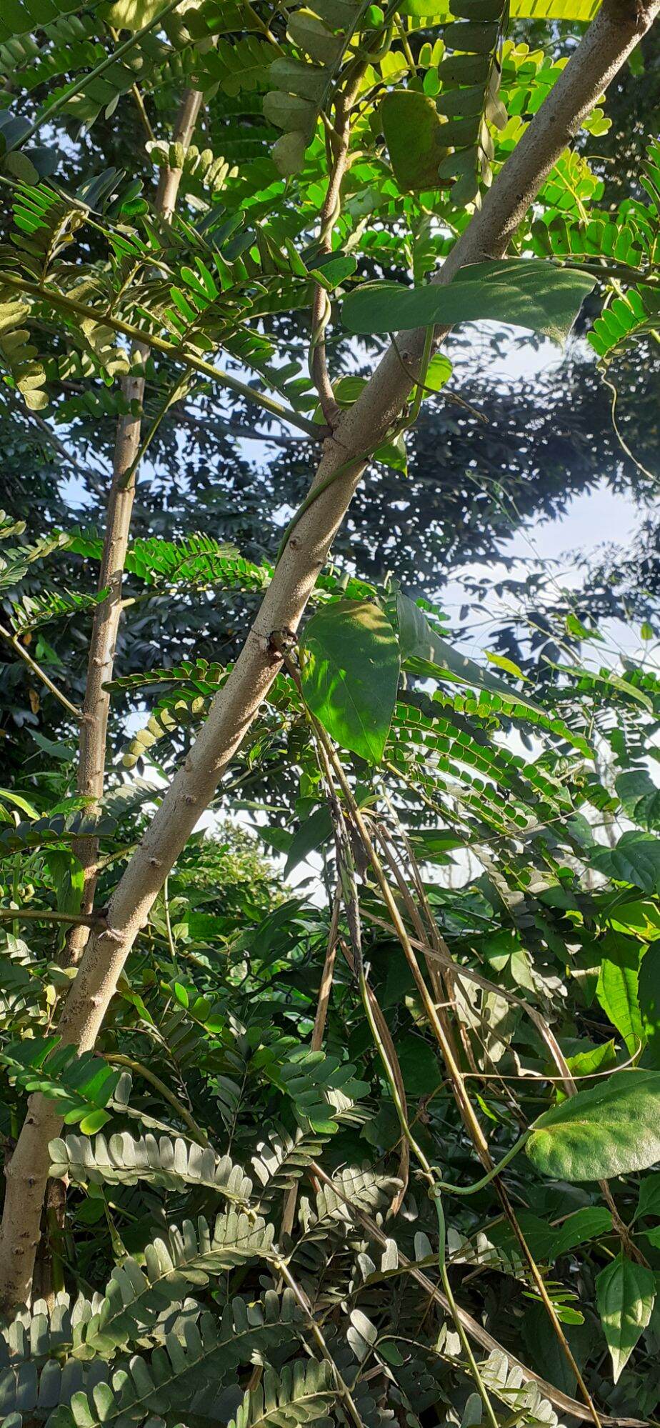 800gram hạt keo gai giống