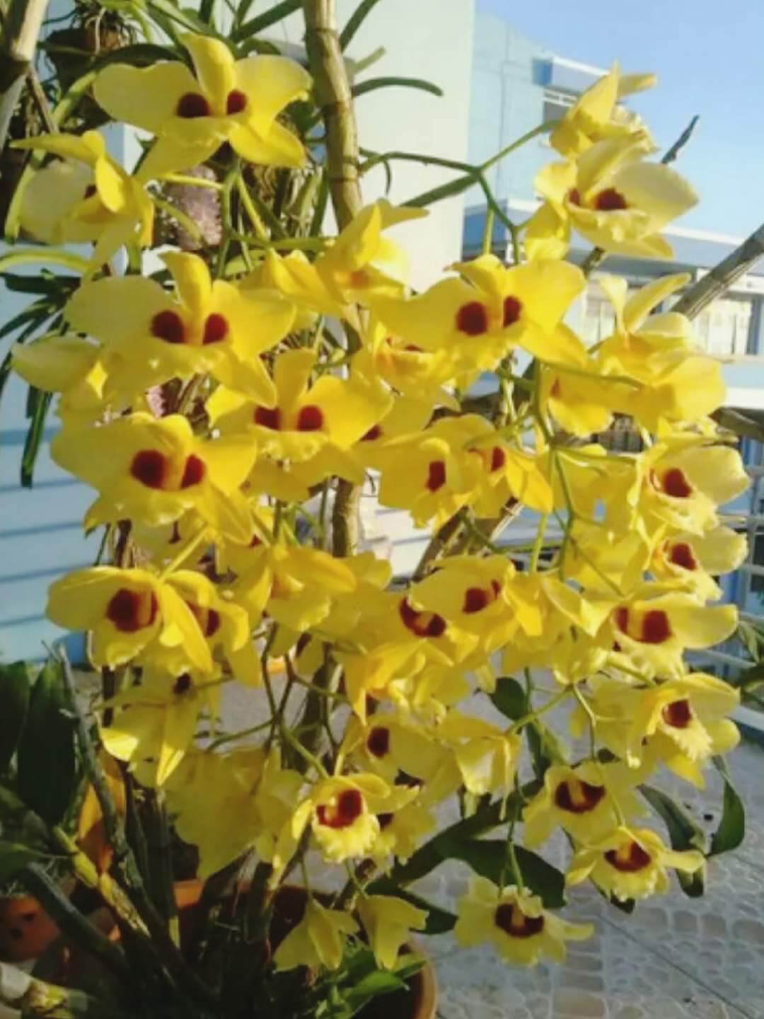 Gatton sunray trưởng thành sắp hoa