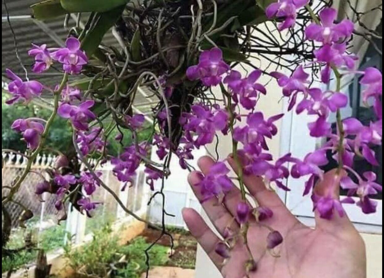 3 CÂY LAN RỪNG QUẾ TÍM (hoa thơm phức) BAO SỐNG