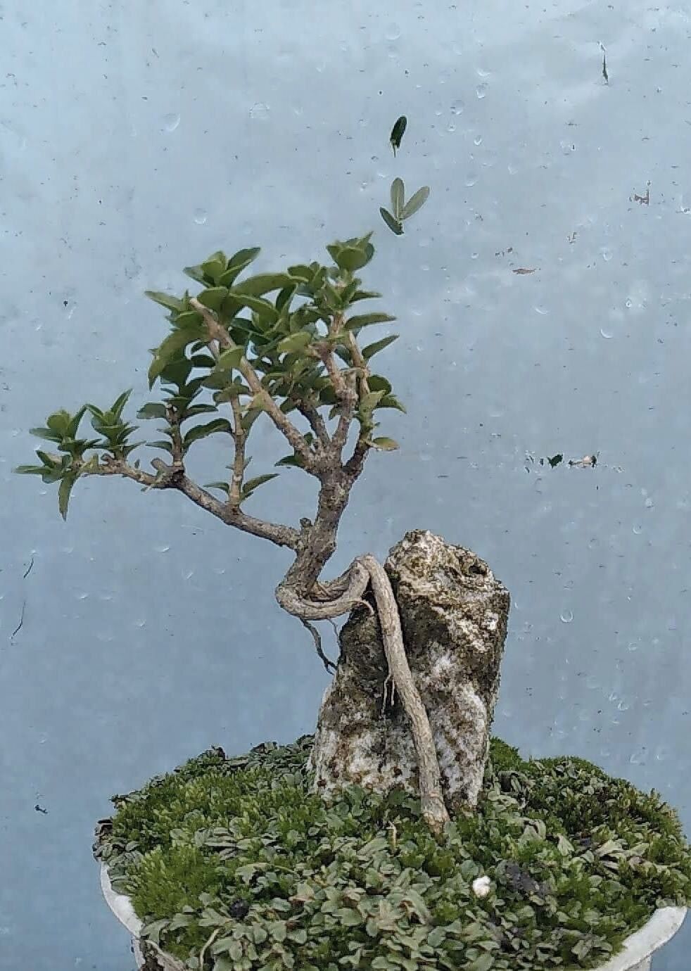 Sam hương ôm đá bonsai mini