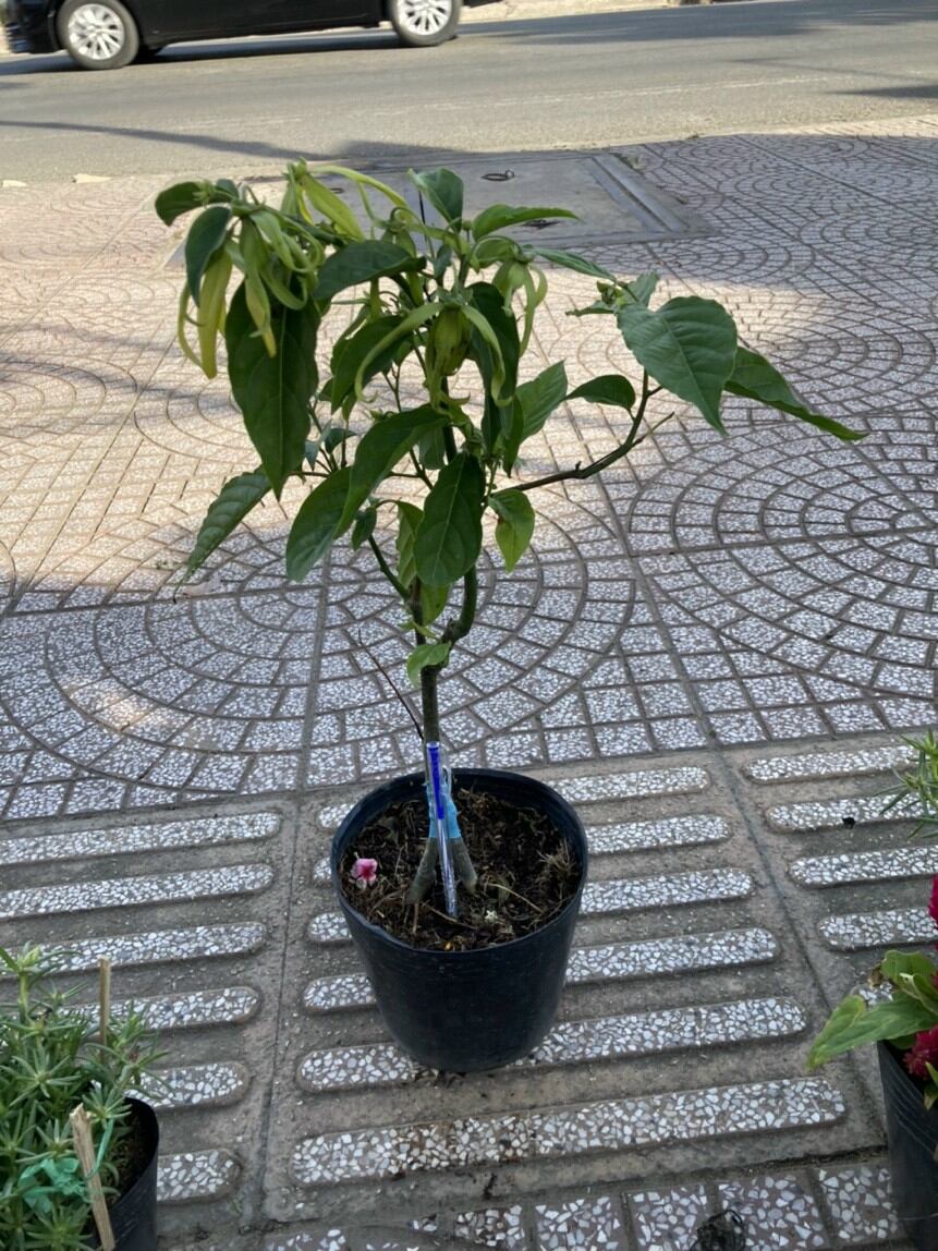 Cây Hoàng Lan, Bông Chúa hoa thơm, size nhỏ