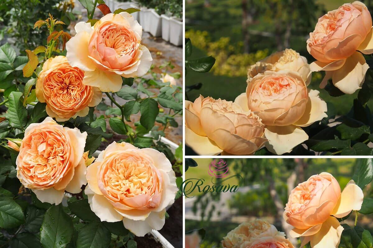 Hoa hồng Masora Rose - hồng leo, hoa thơm