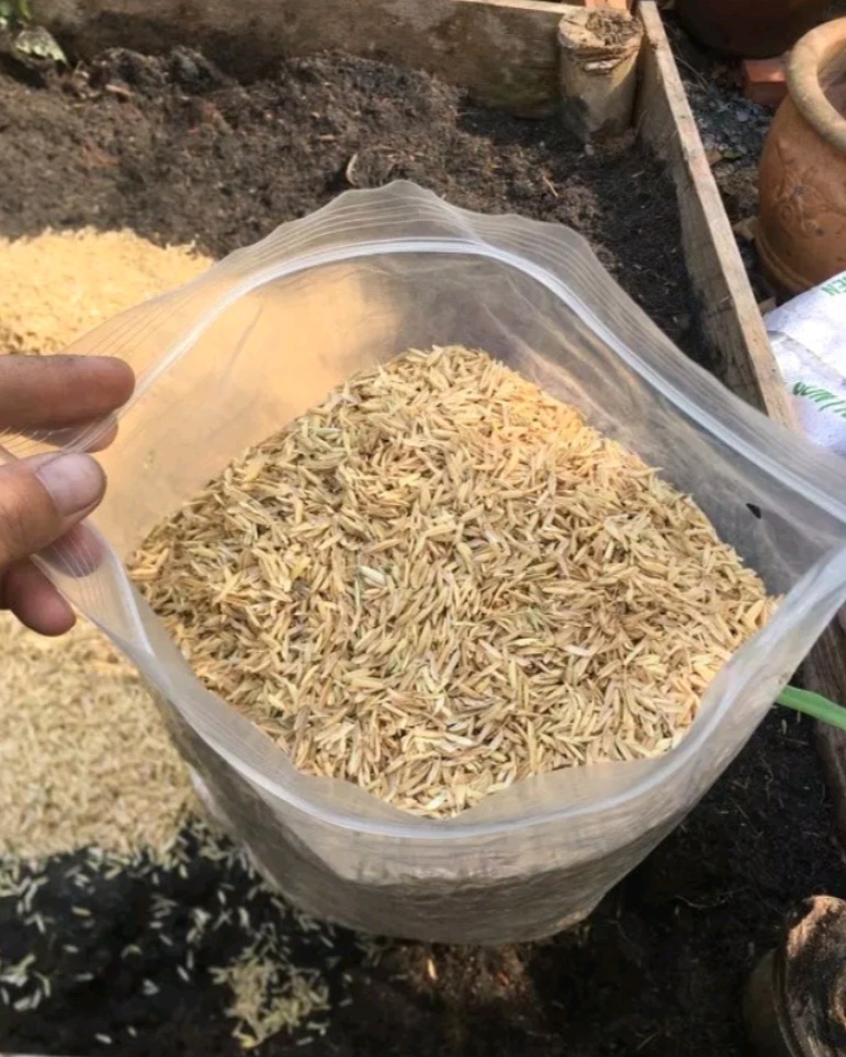 5 Ký Trấu tươi ( trấu sống ) làm xốp đất