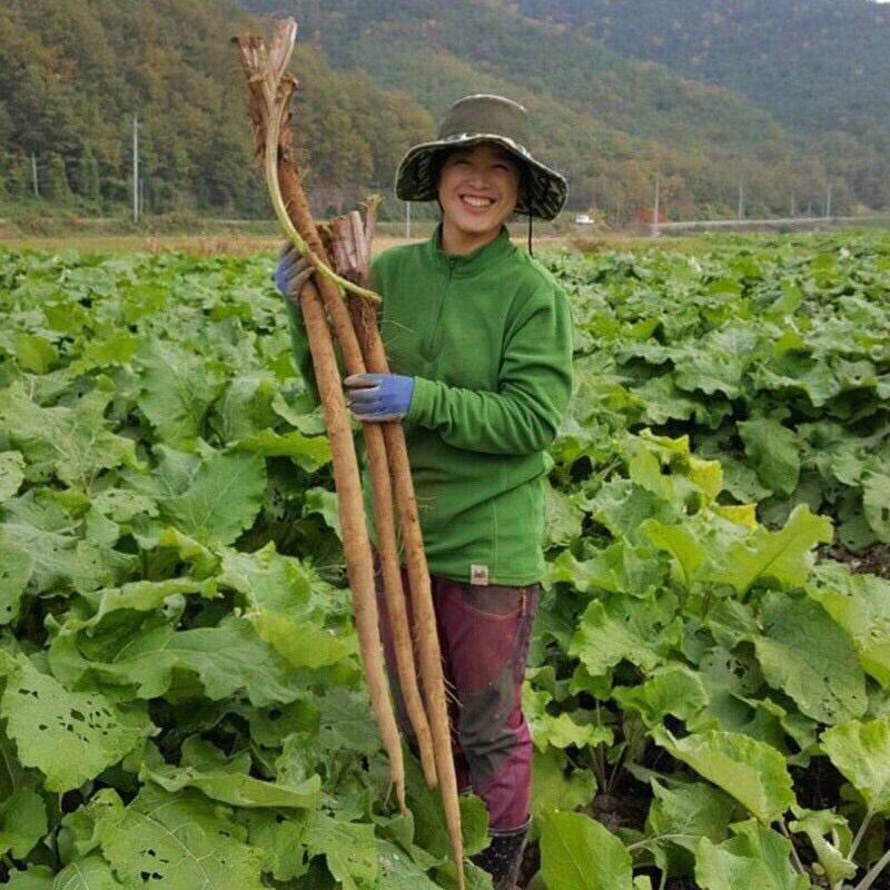 Hat giống ngưu bàng hàn quốc